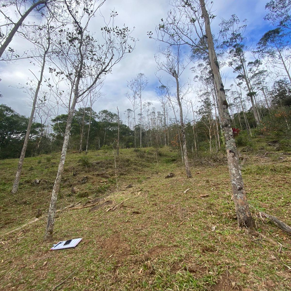 9 hectares de terra com beira de rio - Timbé